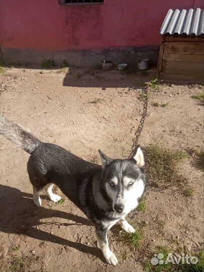 Сибирский хаски