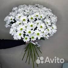 Акция Белая и желтая хризантема