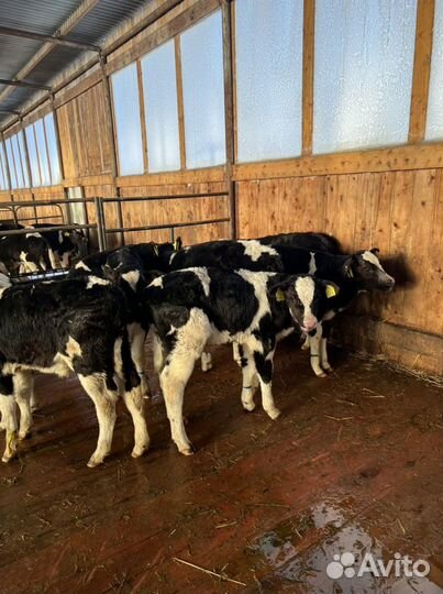 Бычки на откорм