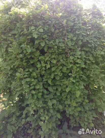 Лимонник саженцы