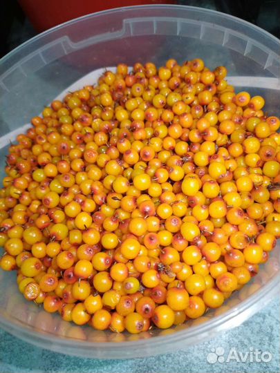 Облепиха 5 литров