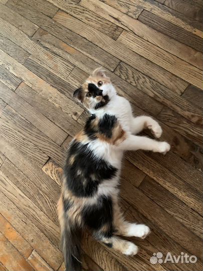 Шотланский котенок