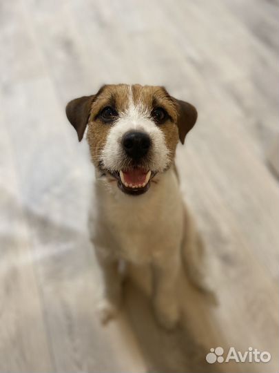 Джек Рассел терьер вязка