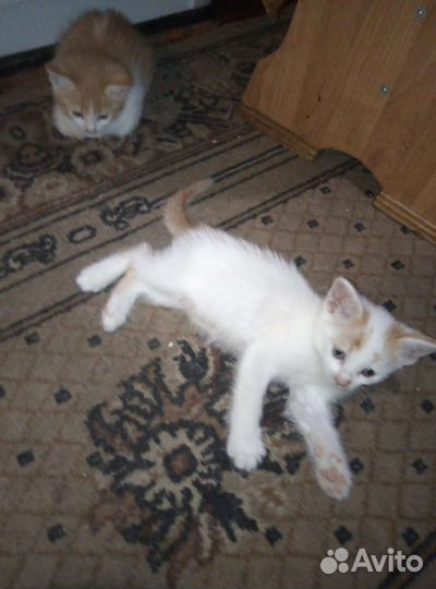 Кошка бесплатно