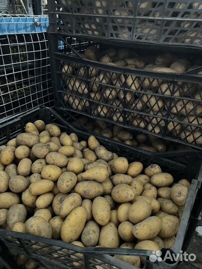 Картофель домашний голландка