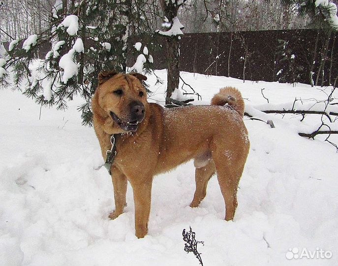 Метис шарпея
