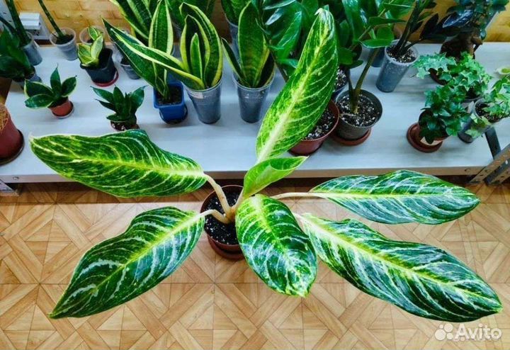 Аглаонема Кей Лайм / Aglaonema Key Lime