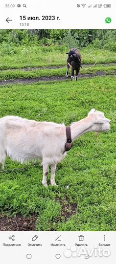 Коза дойная второй околот И козёл 4 месяца