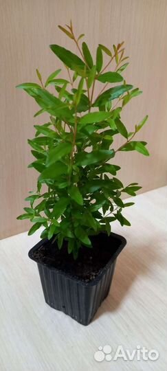 Гранат комнатный