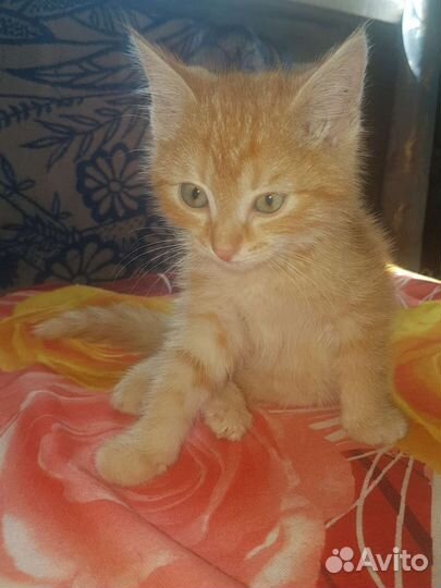 Кошка в дар бесплатно