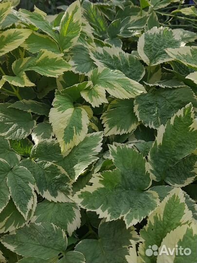 Растения для сада