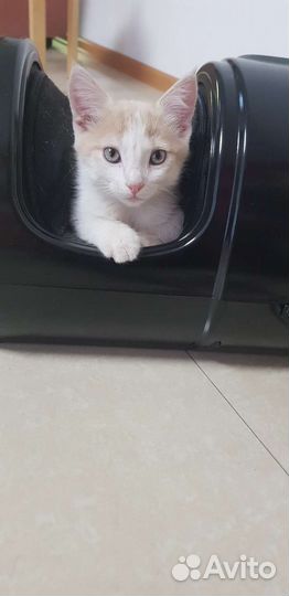 Котенок