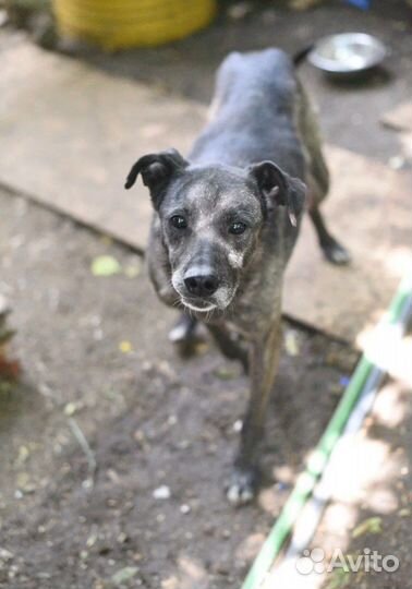 Буча ждет свою семью в приюте