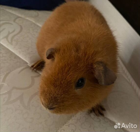 Морская свинка американский тедди
