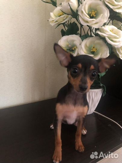 Мини той-терьер