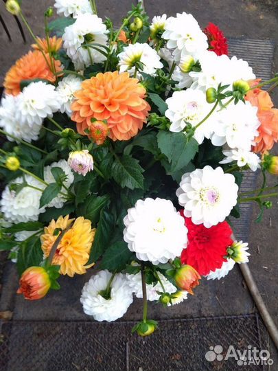 Георгины клубни