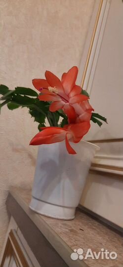 Декабрист, шлюмбергера