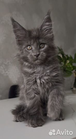 Мейн-кун голубой дым котик