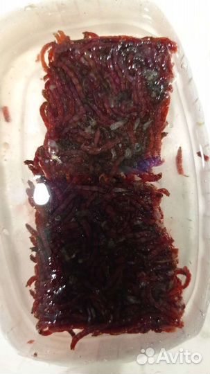 Мотыль замороженный