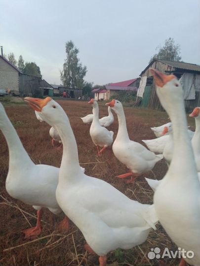 Гусак Линда