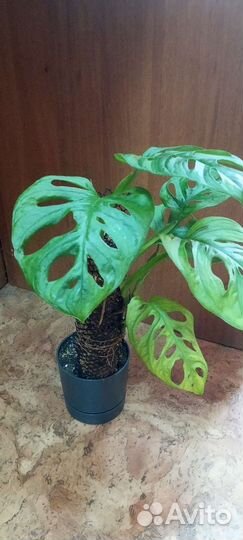 Монстера обликва на тотеме