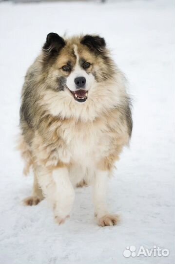 Плюшевый Барни в добрые руки