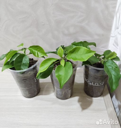 Бугенвиллия укорененая