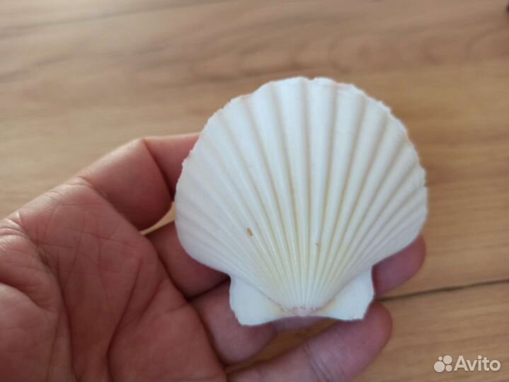 Морская раковина
