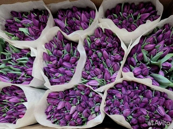 Тюльпаны оптом собственное производство