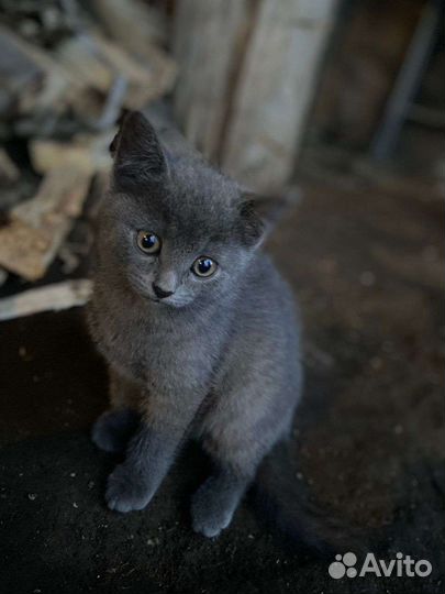 Продажа котят