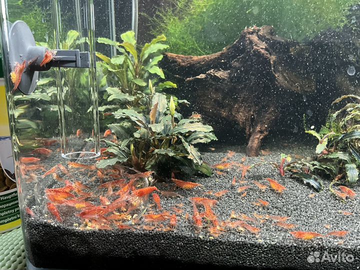 Аквариумные креветки вишня