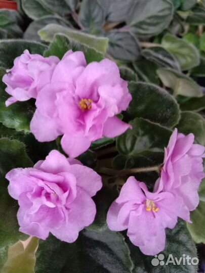 Фиалки, диффенбахия, толстянка, хойи