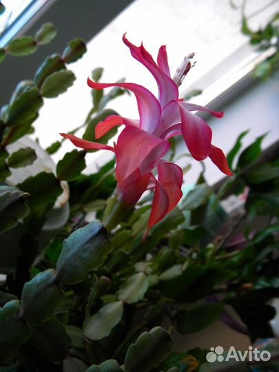 Декабрист (Шлюмбергера) Русселиана