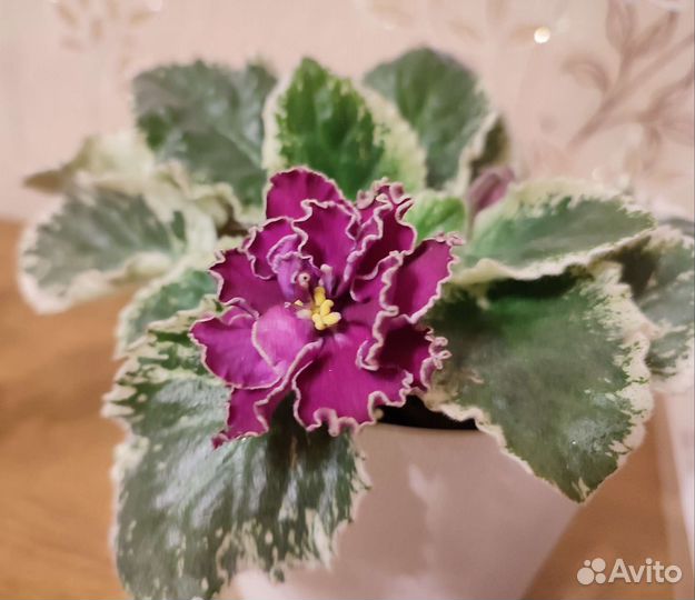 Фиалка ле-Оксана