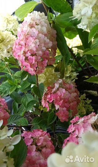 Самарская лидия метельчатая гортензия