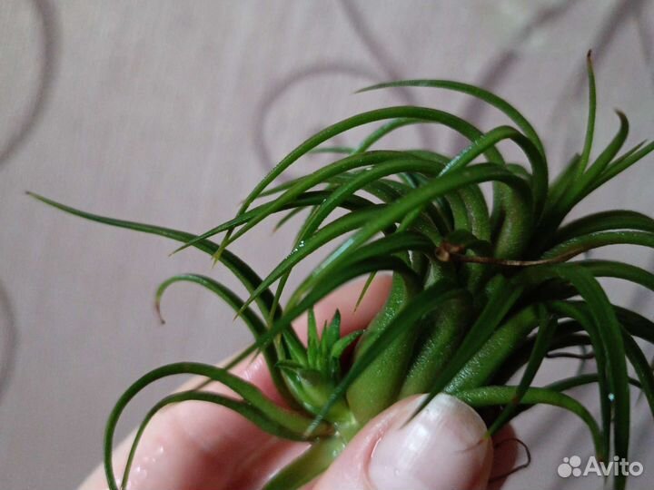 Тилландсия атмосферная