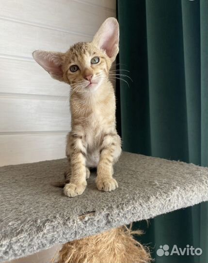 Ориентальные котята