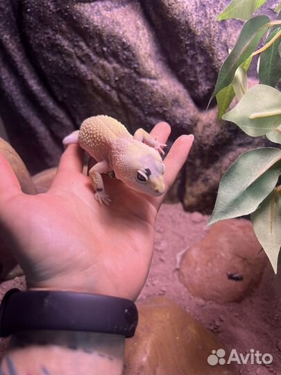 Эублефар с террариумом