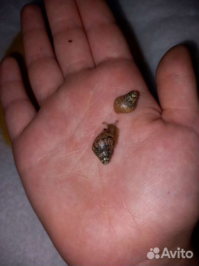 Улитки ахатины