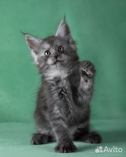 Мейн-кун кошка-подружка Камея