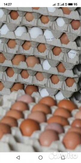 Инкубационное яйцо