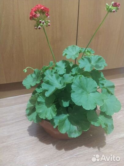 Пеларгония герань
