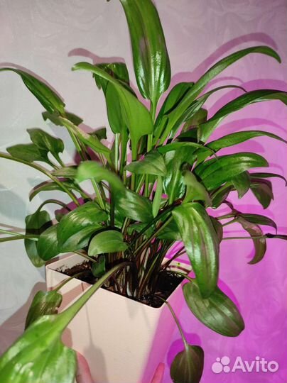 Дримиопсис