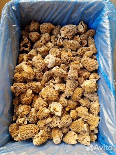 Грибы сморчки