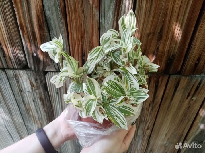 Разные растения для дома