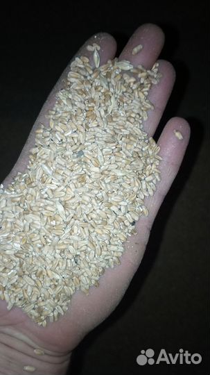 Пшеница на корм скоту