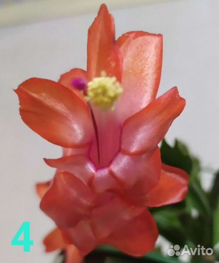 Шлюмбергеры