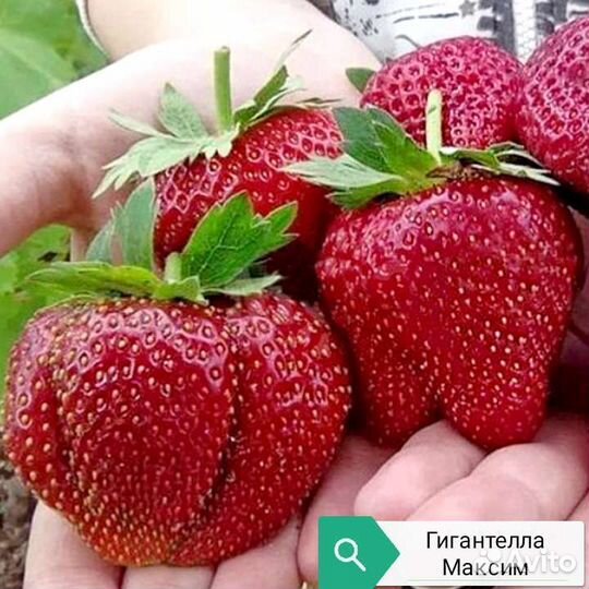 Рассада Клубники