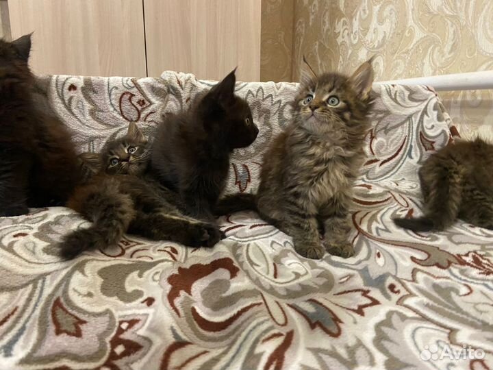 Котята мейн-кун