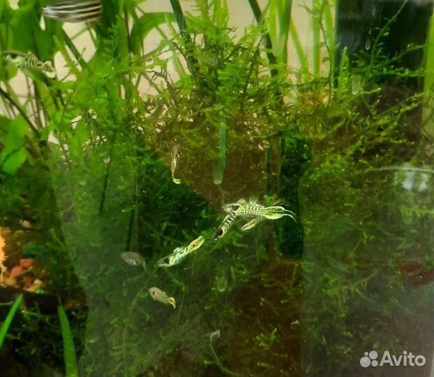 Гуппи Эндлера тигр